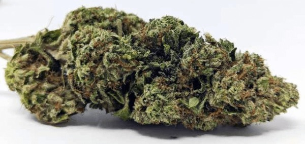 Marmalade Marijuana Strain Uk