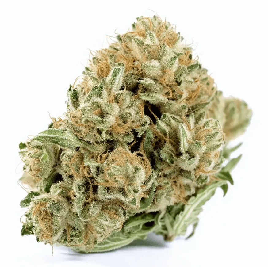 Super Jack Marijuana Strain Uk